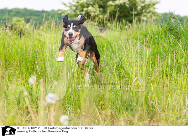 rennender Entlebucher Sennenhund / running Entlebucher Mountain Dog / SST-18212