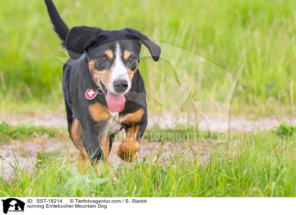 rennender Entlebucher Sennenhund / running Entlebucher Mountain Dog / SST-18214