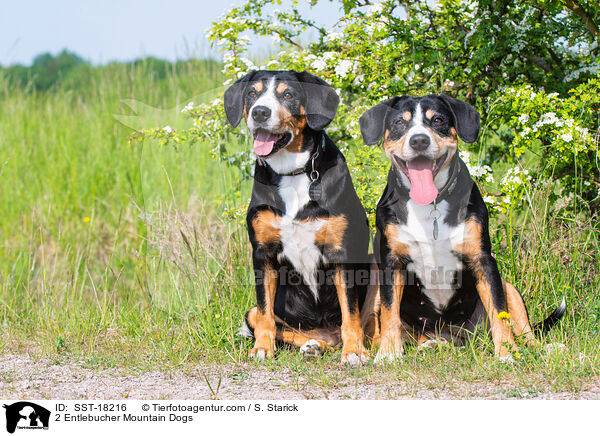 2 Entlebucher Sennenhunde / 2 Entlebucher Mountain Dogs / SST-18216