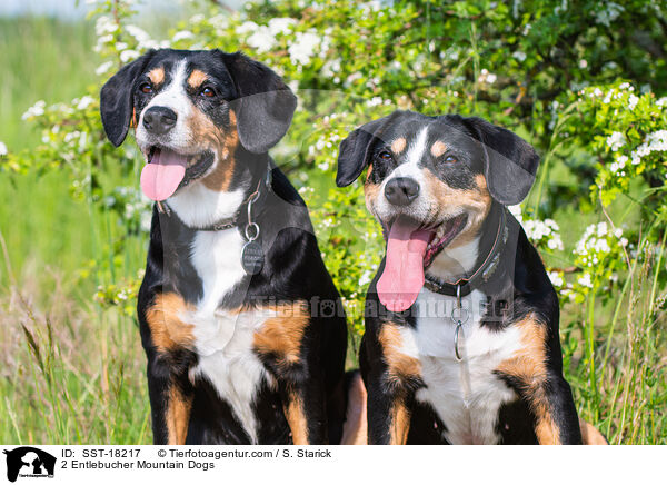 2 Entlebucher Sennenhunde / 2 Entlebucher Mountain Dogs / SST-18217