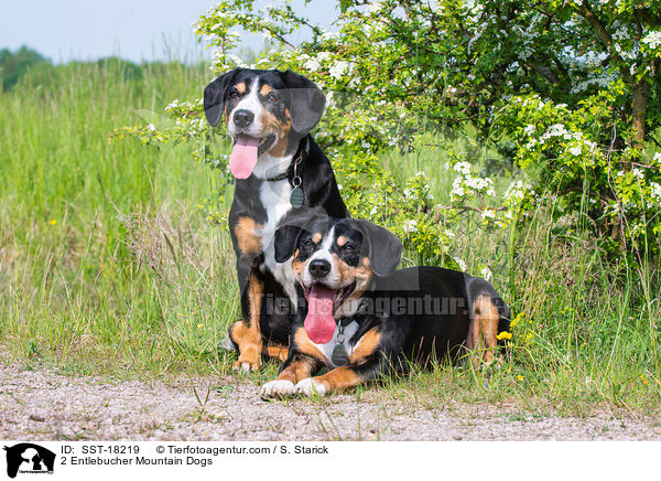 2 Entlebucher Sennenhunde / 2 Entlebucher Mountain Dogs / SST-18219