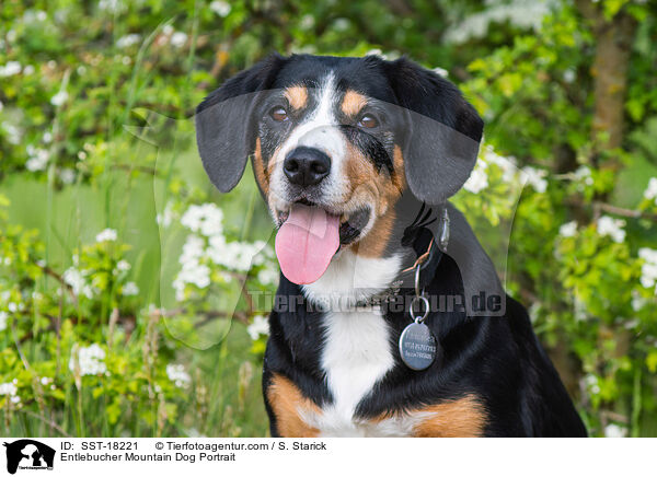 Entlebucher Mountain Dog Portrait / SST-18221