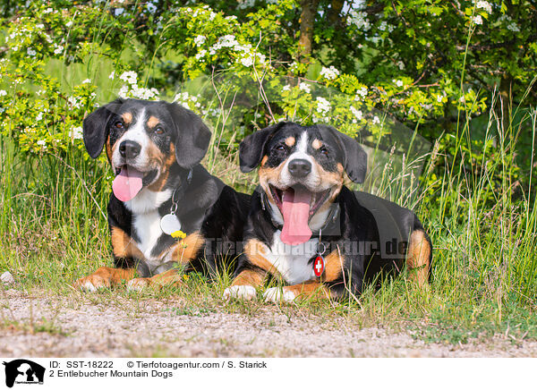2 Entlebucher Sennenhunde / 2 Entlebucher Mountain Dogs / SST-18222