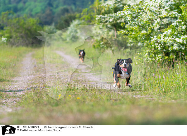 2 Entlebucher Sennenhunde / 2 Entlebucher Mountain Dogs / SST-18224