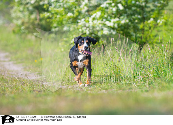rennender Entlebucher Sennenhund / running Entlebucher Mountain Dog / SST-18225