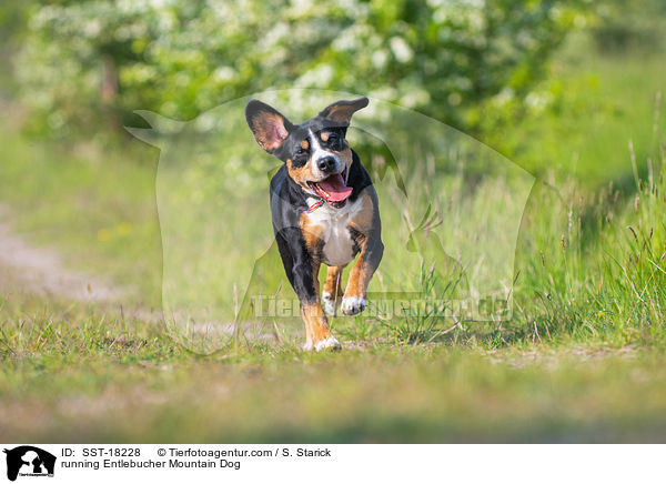 rennender Entlebucher Sennenhund / running Entlebucher Mountain Dog / SST-18228
