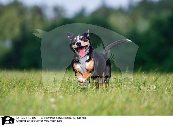 rennender Entlebucher Sennenhund / running Entlebucher Mountain Dog / SST-19100