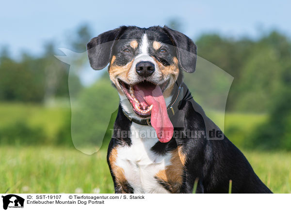 Entlebucher Sennenhund Portrait / Entlebucher Mountain Dog Portrait / SST-19107