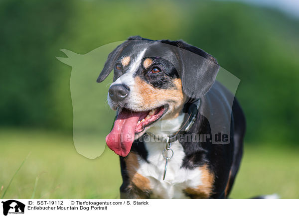 Entlebucher Sennenhund Portrait / Entlebucher Mountain Dog Portrait / SST-19112