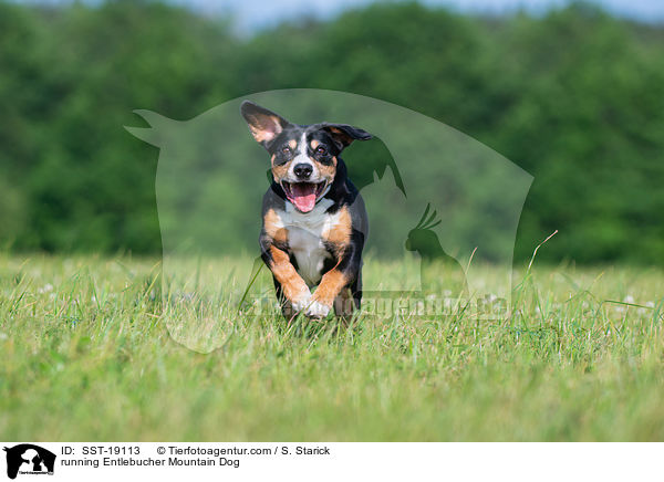 rennender Entlebucher Sennenhund / running Entlebucher Mountain Dog / SST-19113