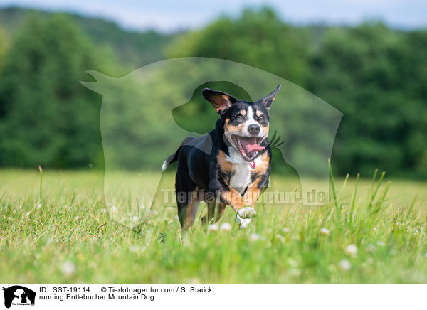 rennender Entlebucher Sennenhund / running Entlebucher Mountain Dog / SST-19114