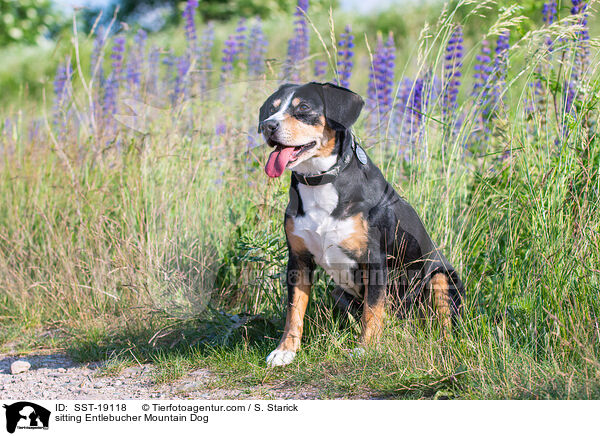 sitzender Entlebucher Sennenhund / sitting Entlebucher Mountain Dog / SST-19118