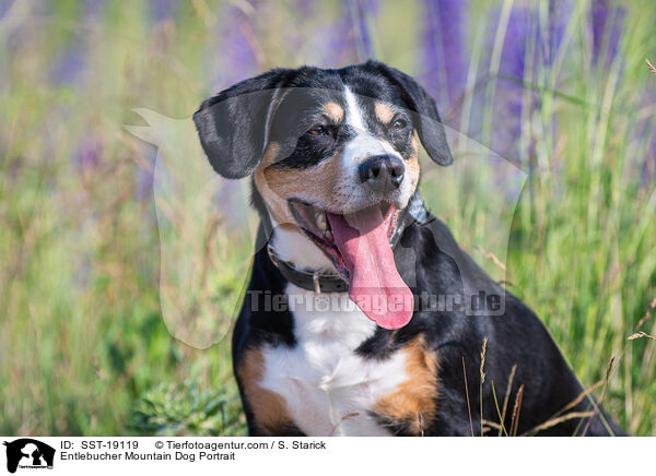 Entlebucher Mountain Dog Portrait / SST-19119