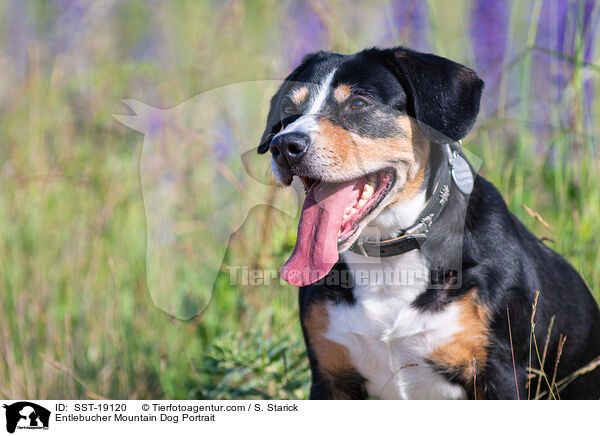 Entlebucher Sennenhund Portrait / Entlebucher Mountain Dog Portrait / SST-19120