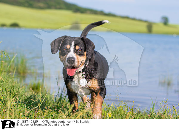 Entlebucher Sennenhund am See / Entlebucher Mountain Dog at the lake / SST-19125