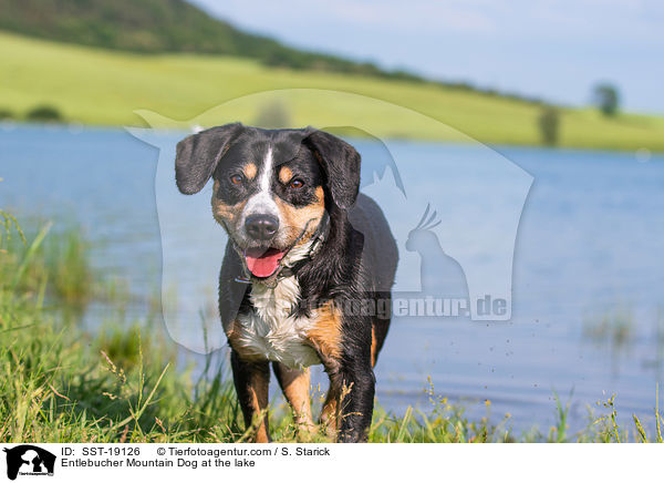 Entlebucher Sennenhund am See / Entlebucher Mountain Dog at the lake / SST-19126