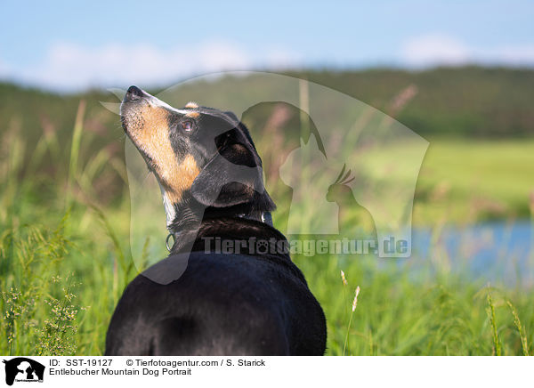 Entlebucher Sennenhund Portrait / Entlebucher Mountain Dog Portrait / SST-19127