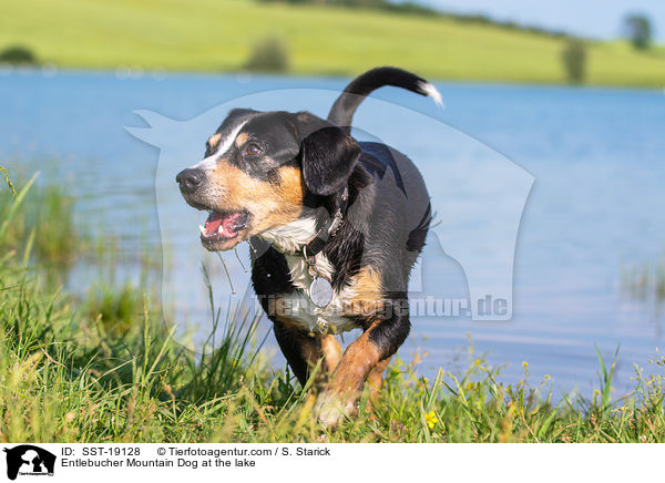 Entlebucher Mountain Dog at the lake / SST-19128
