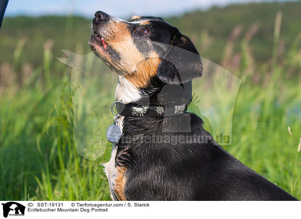 Entlebucher Sennenhund Portrait / Entlebucher Mountain Dog Portrait / SST-19131