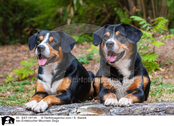 zwei Entlebucher Sennenhunde / two Entlebucher Mountain Dogs / SST-19134