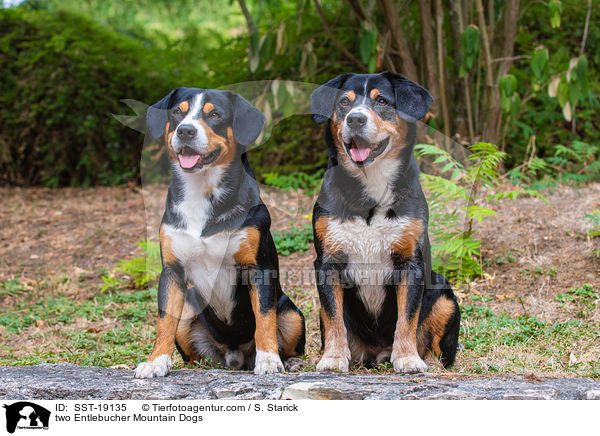 zwei Entlebucher Sennenhunde / two Entlebucher Mountain Dogs / SST-19135