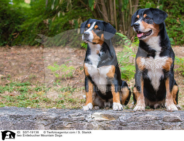 zwei Entlebucher Sennenhunde / two Entlebucher Mountain Dogs / SST-19136