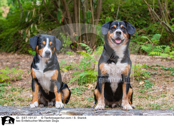 two Entlebucher Mountain Dogs / SST-19137