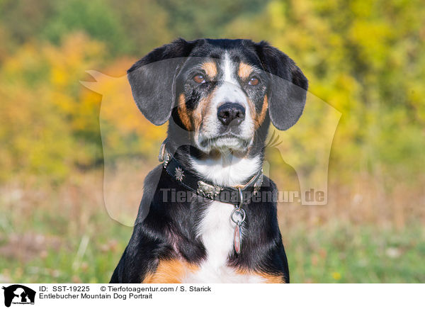 Entlebucher Mountain Dog Portrait / SST-19225