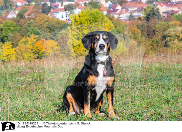 sitzender Entlebucher Sennenhund / sitting Entlebucher Mountain Dog / SST-19229