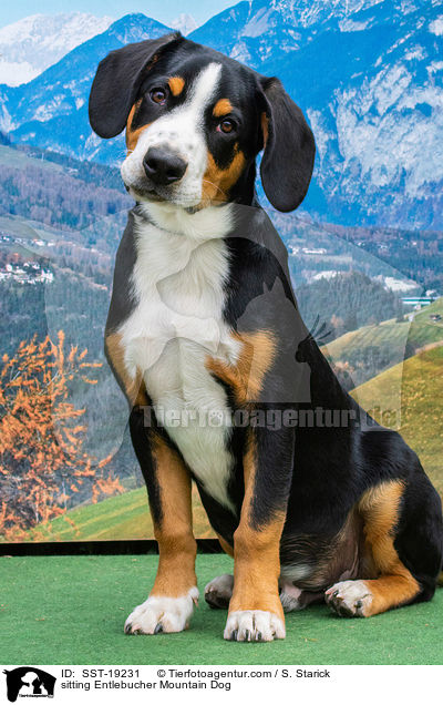 sitting Entlebucher Mountain Dog / SST-19231