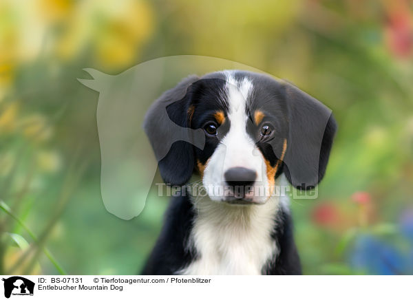 Entlebucher Sennenhund / Entlebucher Mountain Dog / BS-07131