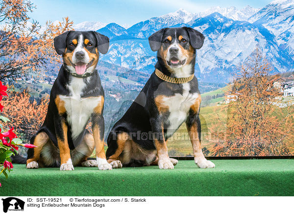 sitting Entlebucher Mountain Dogs / SST-19521