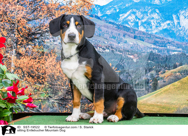 sitzender Entlebucher Sennenhund / sitting Entlebucher Mountain Dog / SST-19522