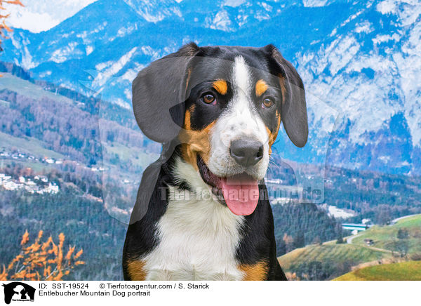 Entlebucher Sennenhund Portrait / Entlebucher Mountain Dog portrait / SST-19524