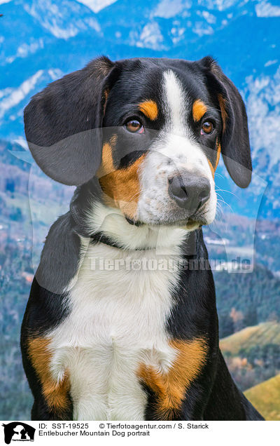 Entlebucher Sennenhund Portrait / Entlebucher Mountain Dog portrait / SST-19525