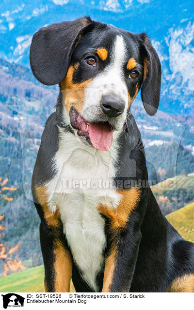 Entlebucher Mountain Dog / SST-19526