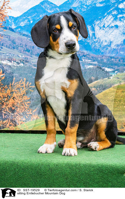 sitzender Entlebucher Sennenhund / sitting Entlebucher Mountain Dog / SST-19529