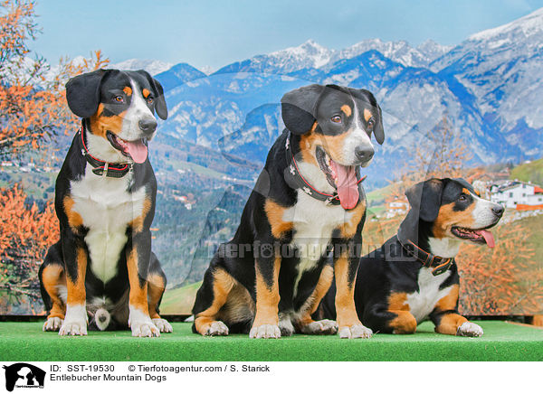 Entlebucher Sennenhunde / Entlebucher Mountain Dogs / SST-19530