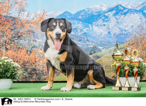 sitzender Entlebucher Sennenhund / sitting Entlebucher Mountain Dog / SST-19531