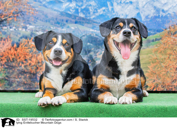 liegende Entlebucher Sennenhunde / lying Entlebucher Mountain Dogs / SST-19532
