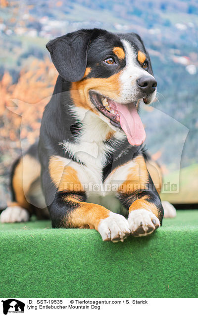 liegender Entlebucher Sennenhund / lying Entlebucher Mountain Dog / SST-19535