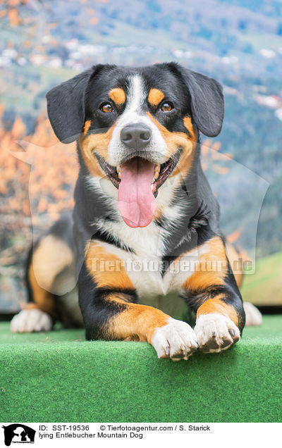 liegender Entlebucher Sennenhund / lying Entlebucher Mountain Dog / SST-19536