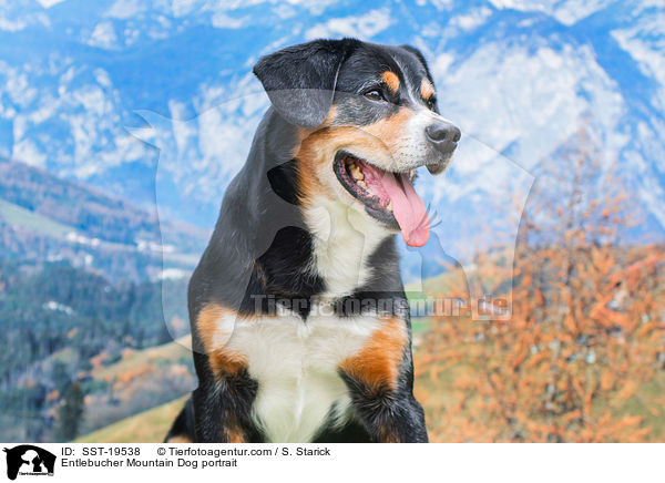 Entlebucher Mountain Dog portrait / SST-19538