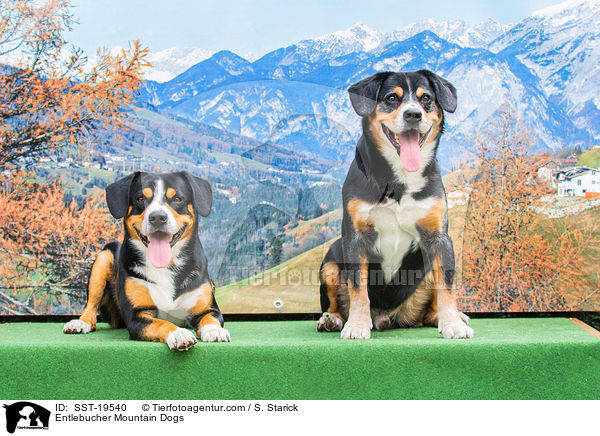 Entlebucher Sennenhunde / Entlebucher Mountain Dogs / SST-19540
