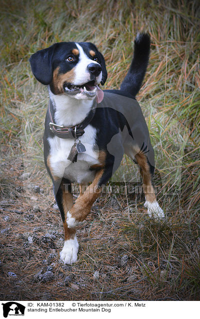 stehender Entlebucher Sennenhund / standing Entlebucher Mountain Dog / KAM-01382