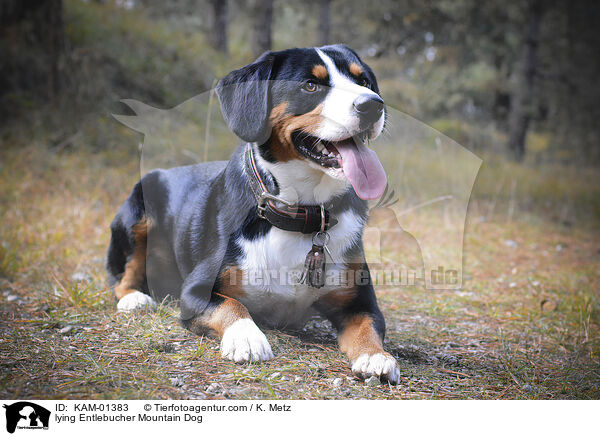 lying Entlebucher Mountain Dog / KAM-01383