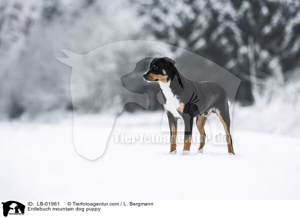 Entlebuch mountain dog puppy / LB-01961