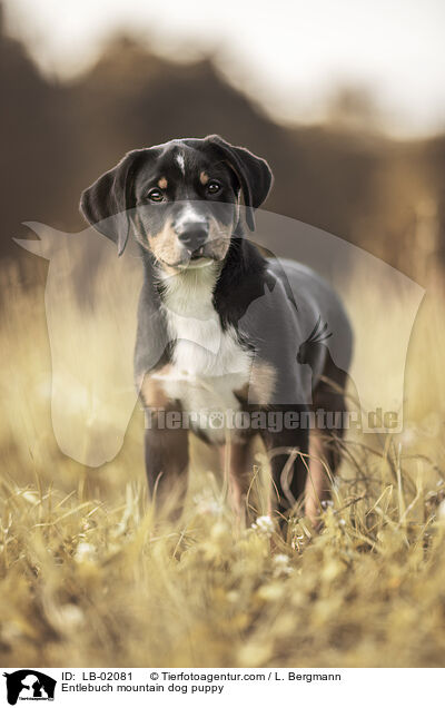 Entlebucher Sennenhund Welpen / Entlebuch mountain dog puppy / LB-02081