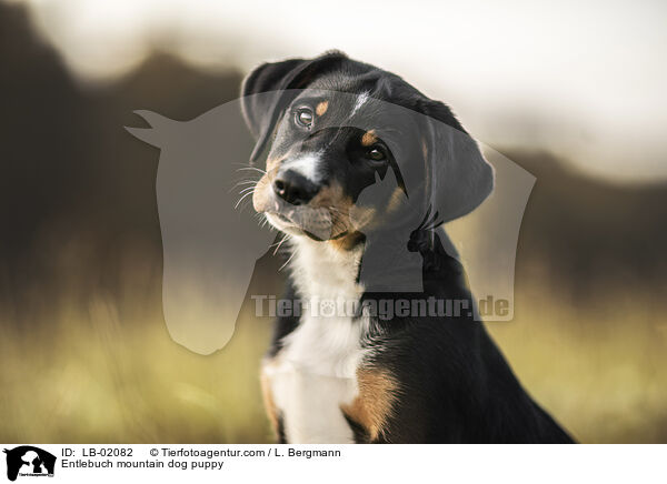 Entlebuch mountain dog puppy / LB-02082