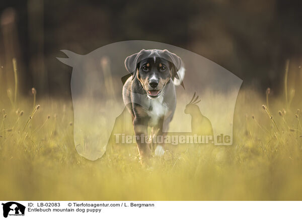 Entlebucher Sennenhund Welpen / Entlebuch mountain dog puppy / LB-02083